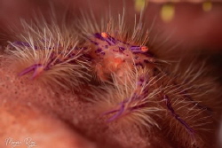 Halloween Hairy Squat Lobster by Morgan Riggs 